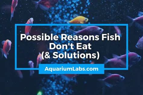 not eating fish|Fish Not Eating (Top 10 Possible Reasons & Solutions).